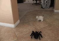 Kissu ja hämähäkki