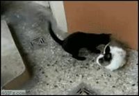 Kissa kokee seksuaalisjännitteisen yllätyksen