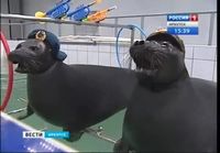 Venäjän Navy Seal -joukot