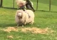 Lapsi kiipeää lampaan selkään