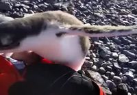Kun pingviini tapaa ihmisen ekaa kertaa