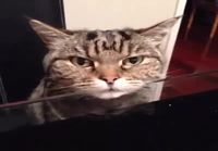 Kissan naama pöydällä