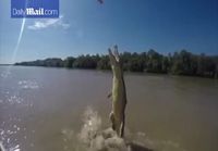 Hyppäävä krokotiili