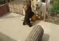 Karhu ja koira painii rajun näköisesti