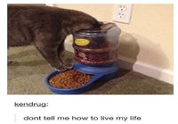 Kissan ruokakippo