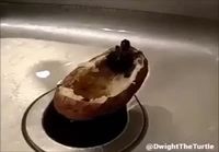 Kilpikonnan perunavene