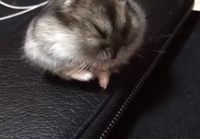 Hamsteri nukahtaa
