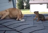 Kissa ja orava ystävinä
