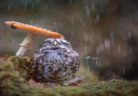 Pöllö sateensuojassa
