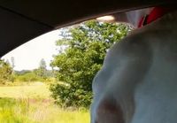 Koirat autossa