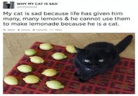Surullinen kissa