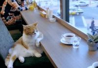 Kissa kahvilassa