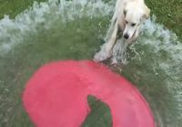 Koira hajottaa vesi-ilmapallon