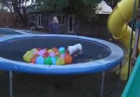 Koira, trampoliini ja vesi-ilmapallot