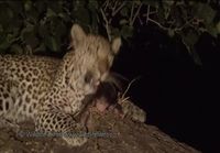 Leopardin äidilliset vaistot heräävät