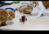 Kissat ja robotit