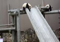 Panda liukumäessä