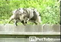 Opossumi tasapainottelee