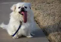 Koira jolla on iso kieli