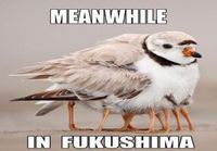 Fukushima lintu
