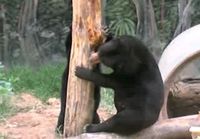 Karhu järsii puuta