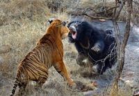 Tiikeri vs Karhu