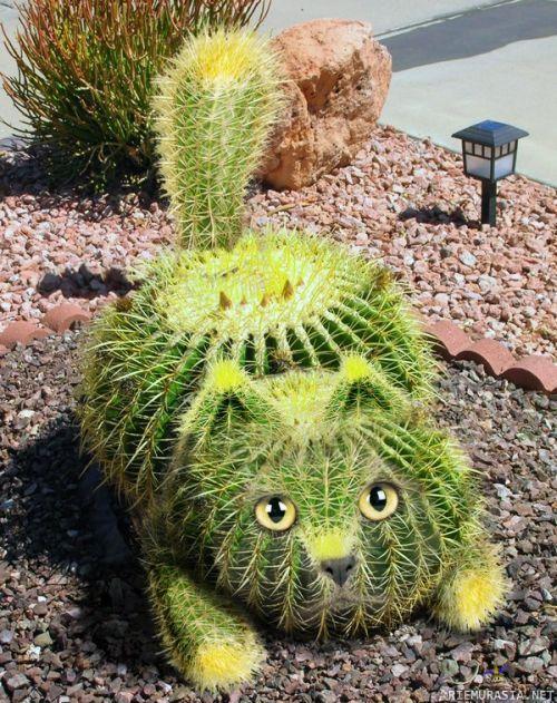 Tutustu 50+ imagen kaktus kissa