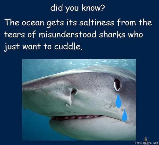 Surullinen hai