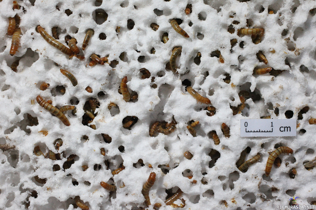 Muovia syövät madot pelastuksena roskaan hukkumiselle? - http://news.stanford.edu/pr/2015/pr-worms-digest-plastics-092915.html