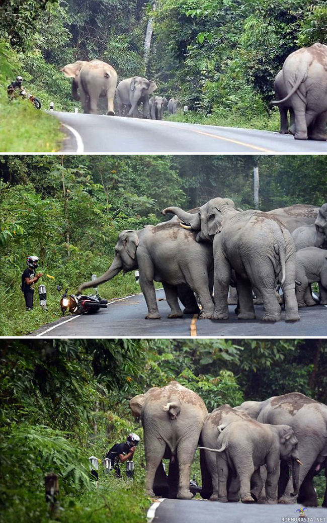 Mies pyytää norsuilta anteeksi - Mies säikäytti moperillaan norsut, pyytää anteeksi, ja saa elää.