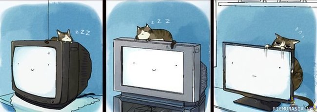 Kissa television päällä