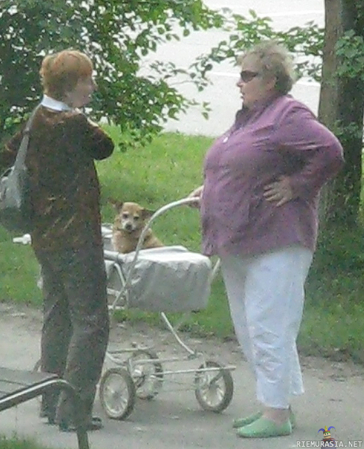 Nice baby...doggy - Näin Järvenpäässä laiskat ulkoiluttaa koiria. Ei mikään Paris Hilton Bag.
