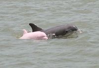 Pinkki delfiini