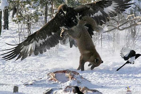 Eaglefox - Fly high like an eagle. Ja epäilijöille aitoudesta http://www.snopes.com/photos/animals/eaglefox.asp