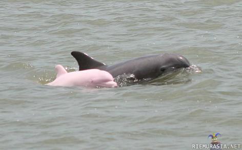 Pinkki delfiini - Ei ole feikki:
http://www.snopes.com/photos/animals/pinkdolphin.asp#photo