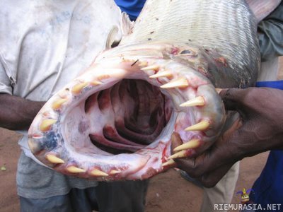 Tiikeri kala - This bad boy was pulled from the Congo River. It&#039;s a tiger fish, and it proves
that age-old addage: Don&#039;t Swim in the Congo River.