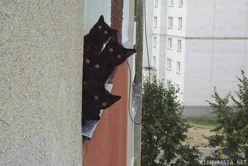 Kissat - Mitäs siellä naapurissa oikein tapahtuu?