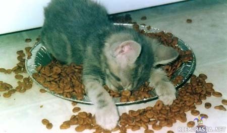 Kissan elämää - Kyllä se kissan elämä on helppoa.Tarvittaessa voi vaikka nukahtaa
&quot;ruokapöytään&quot;