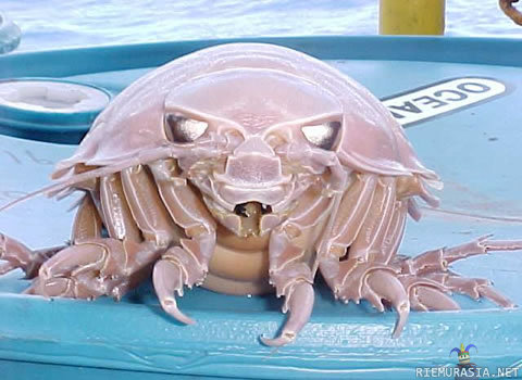 Giant Isopod