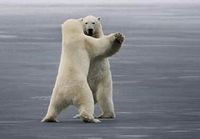 Jääkarhut valssaa