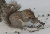 Orava on lihansyöjä