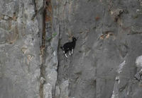 Mountain goats are awesome!