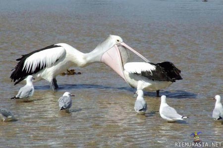 Nam, pelikaania - omnomnomnom