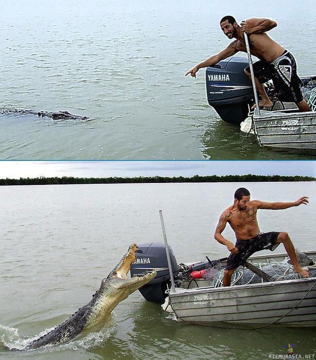 Alligator attack.