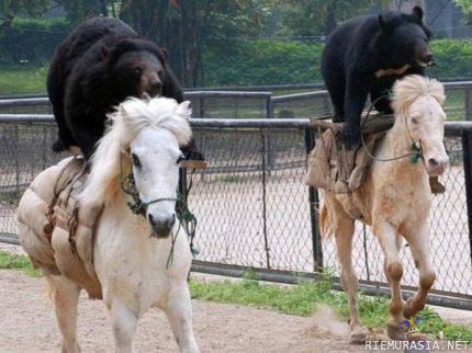 bear cavalry - uudistettu