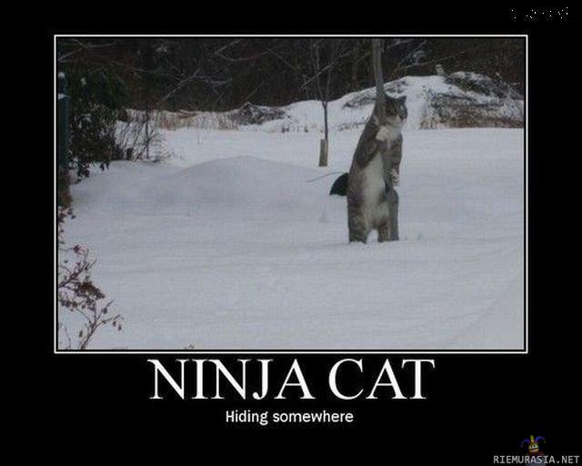 ninja kissa