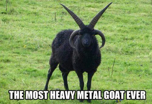 Heavy metal goat