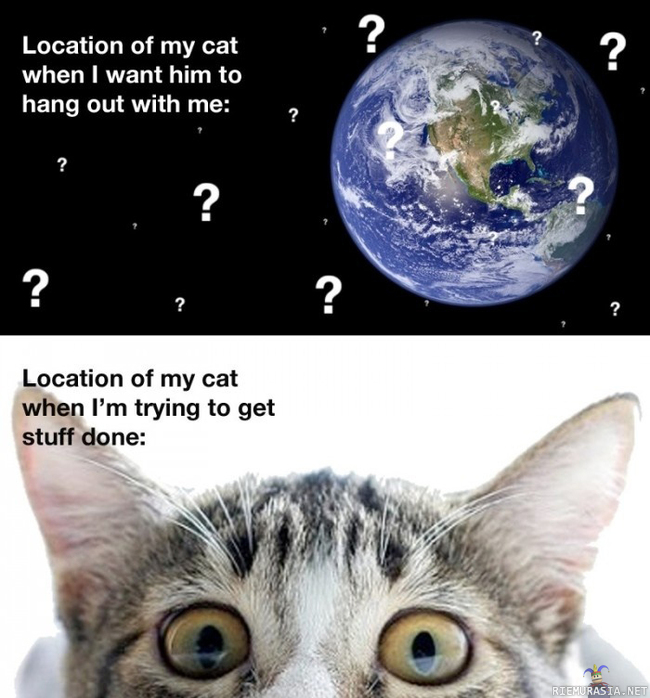 Location of my cat