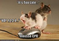 Mouse cpr