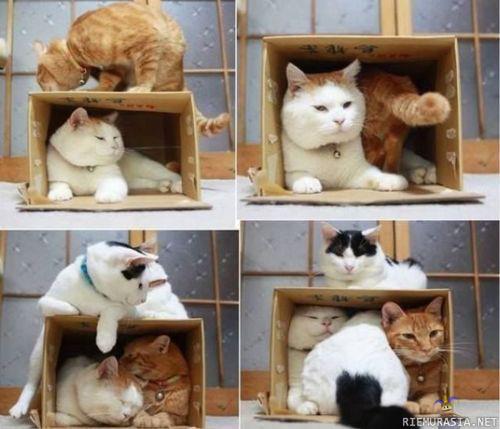 kissat laatikossa - kissat ahtautuu laatikkoon